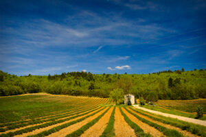 Photo d'un champ en Provence sous le ciel bleu